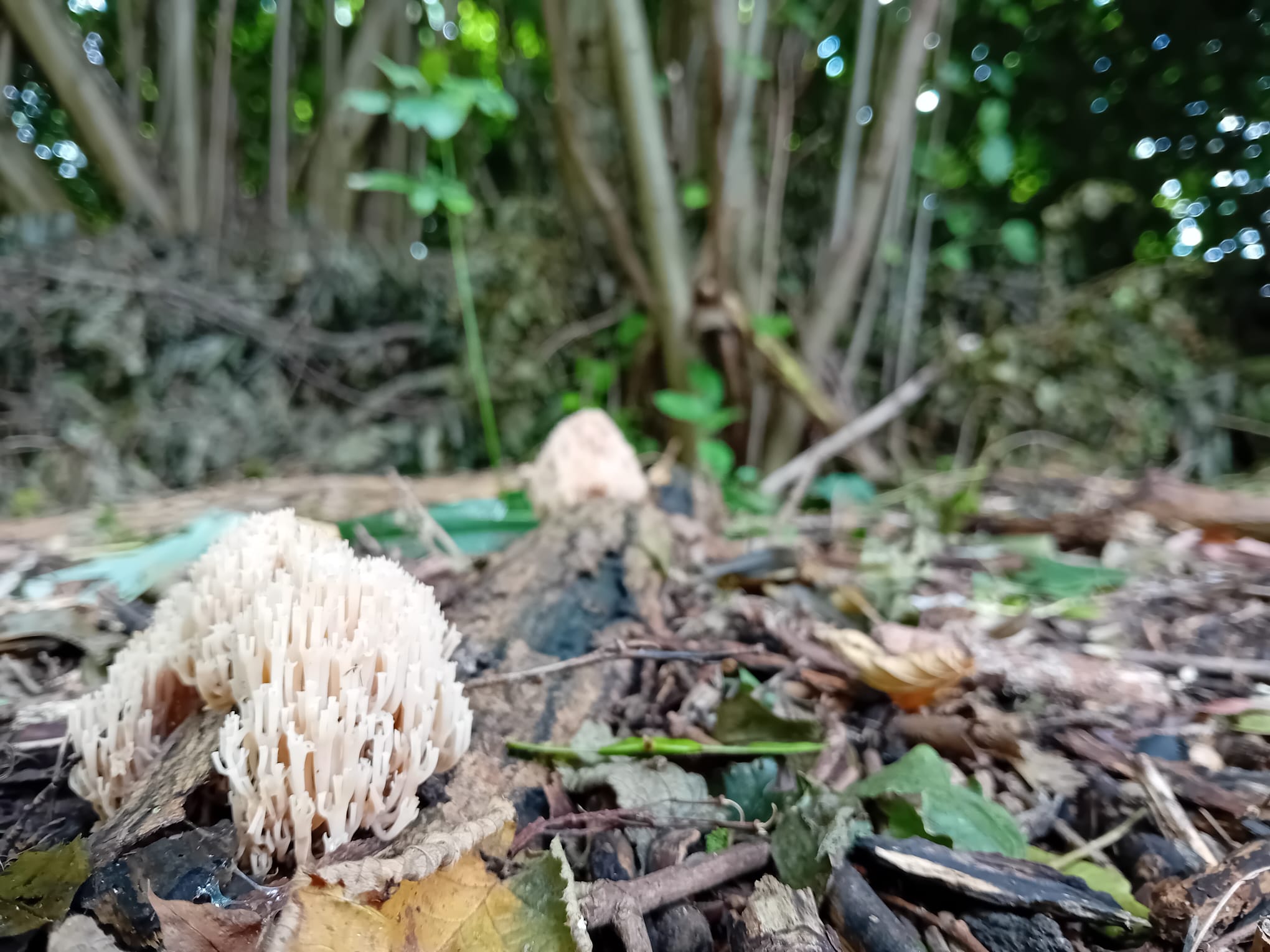 Champignons coraux blancs.jpeg
