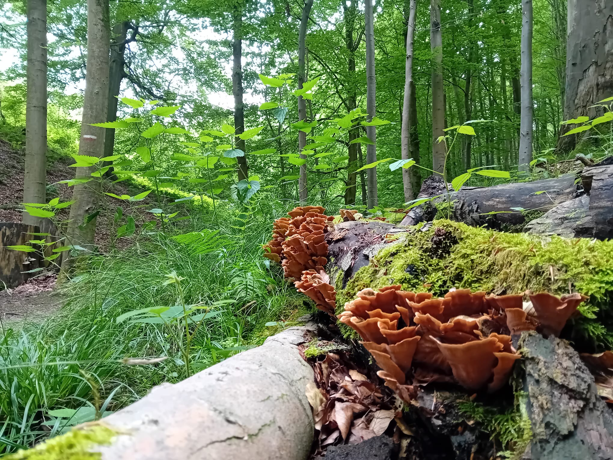 Champignons coraux bruns.jpeg