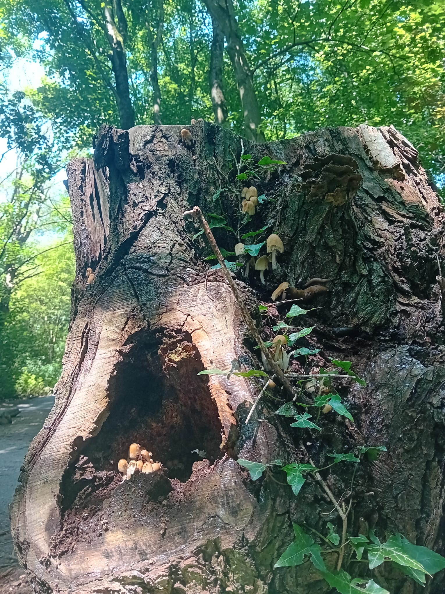 Bouquet de champignons dans une souche.jpeg