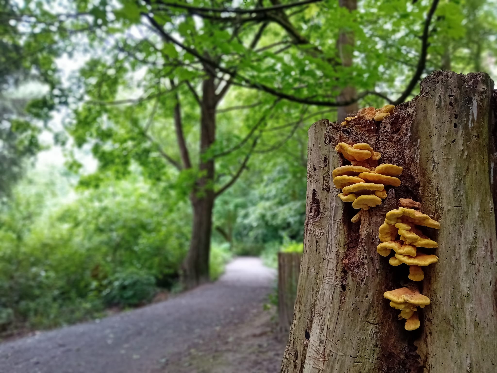 Polypore soufré.jpeg