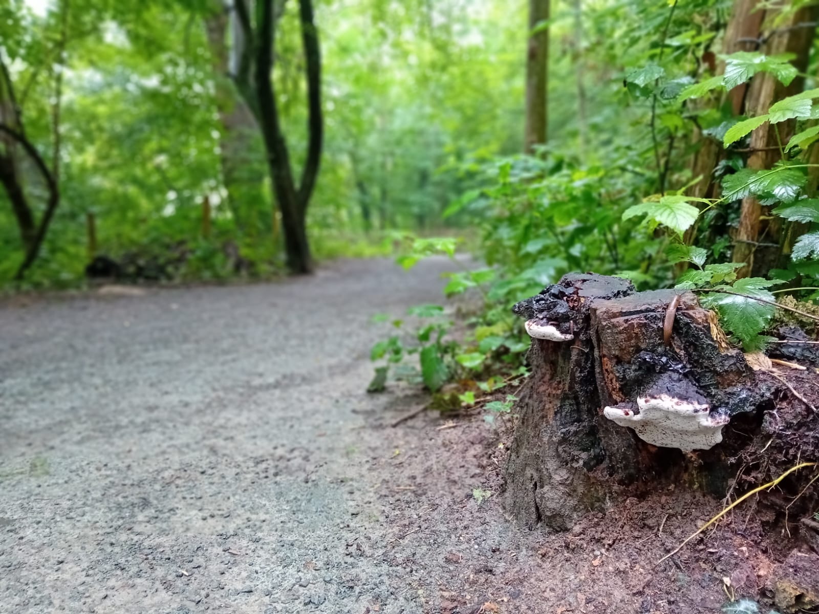 Champignons blancs et bruns et limace.jpeg