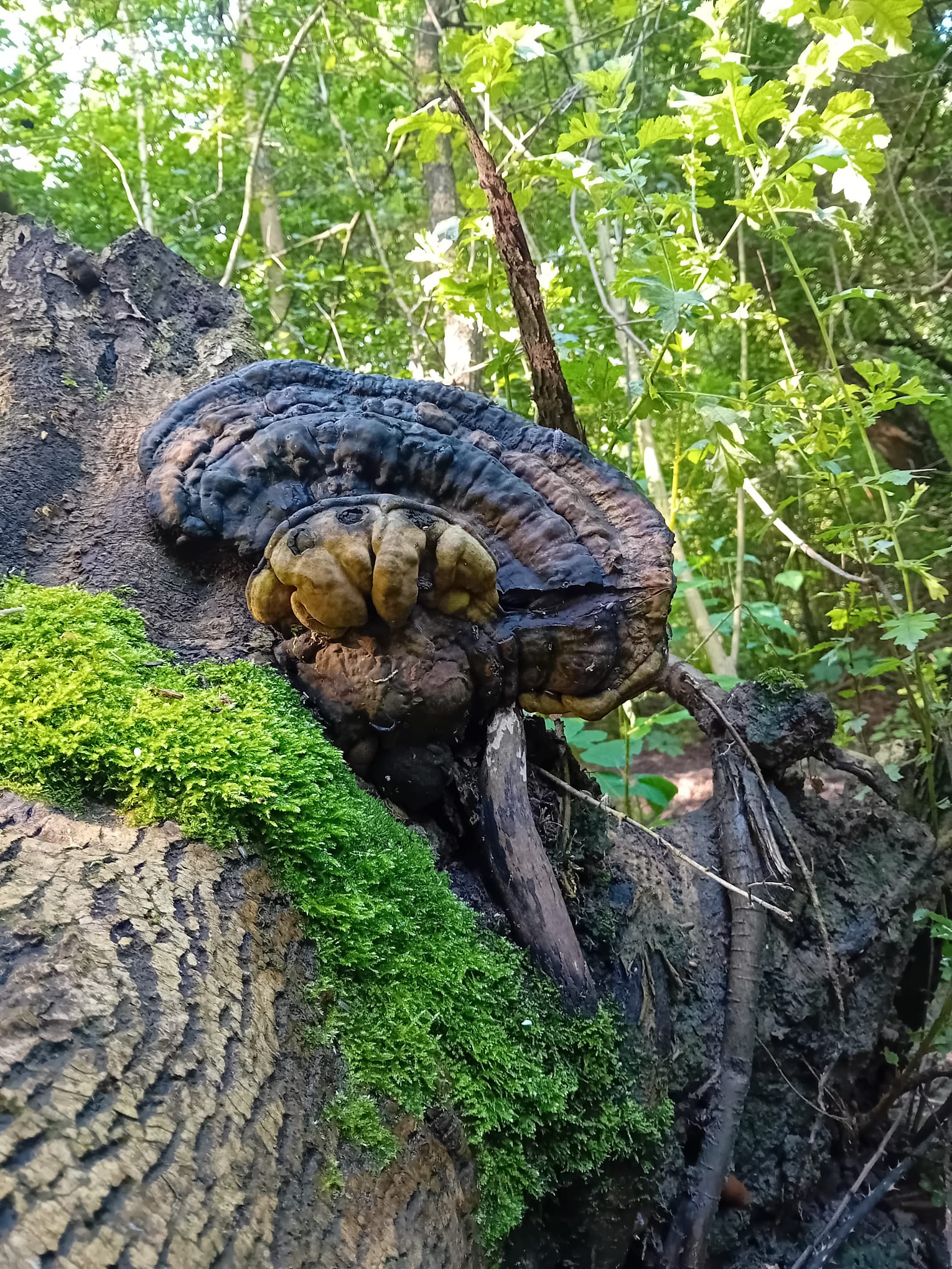 Champignon coiffe Maya.jpeg